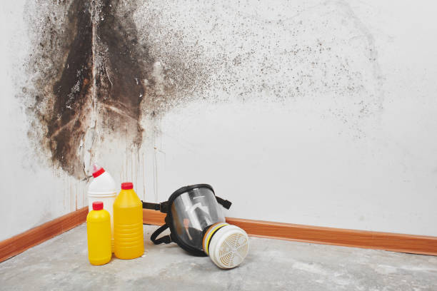 Crawl Space Mold Removal in Medina, NY