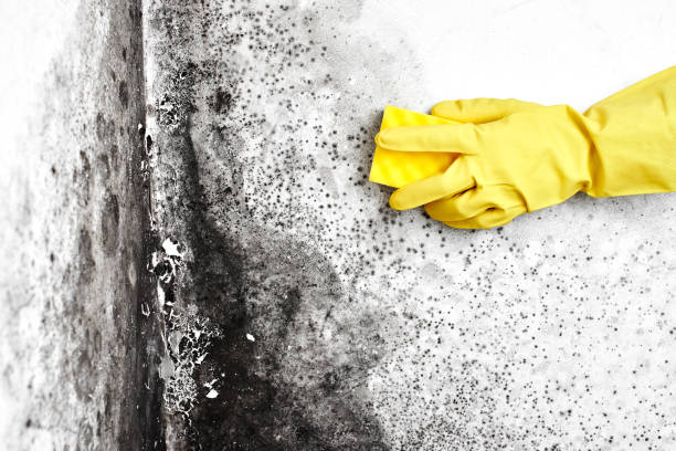 Mold Removal Process in Medina, NY