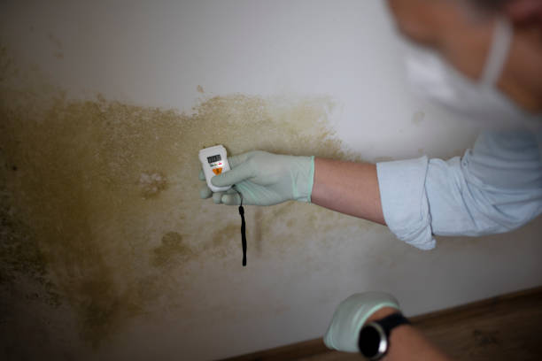 Best Mold Damage Repair  in Medina, NY