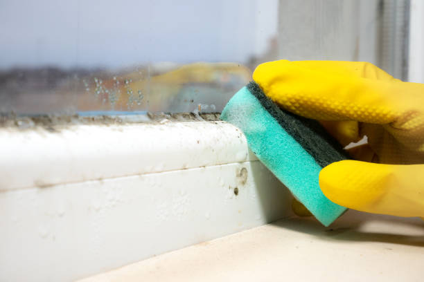 Mold Testing and Removal in Medina, NY