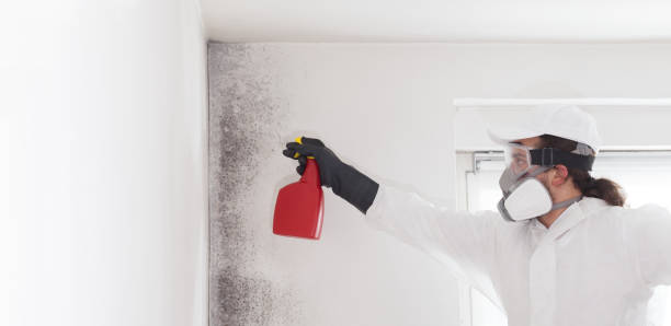 Best Professional Mold Removal  in Medina, NY