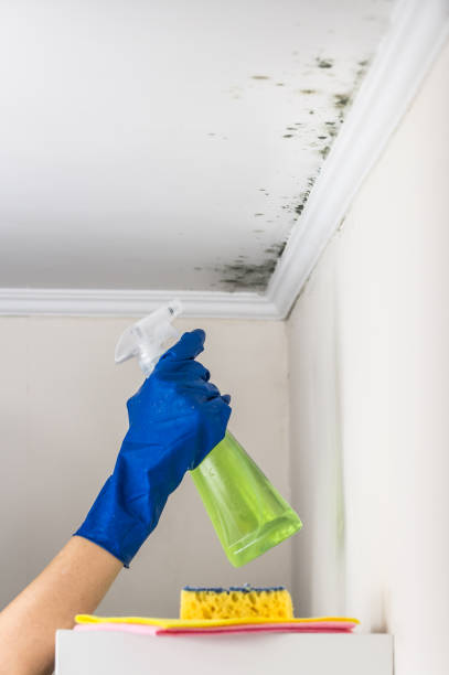 Best Mold Damage Repair  in Medina, NY